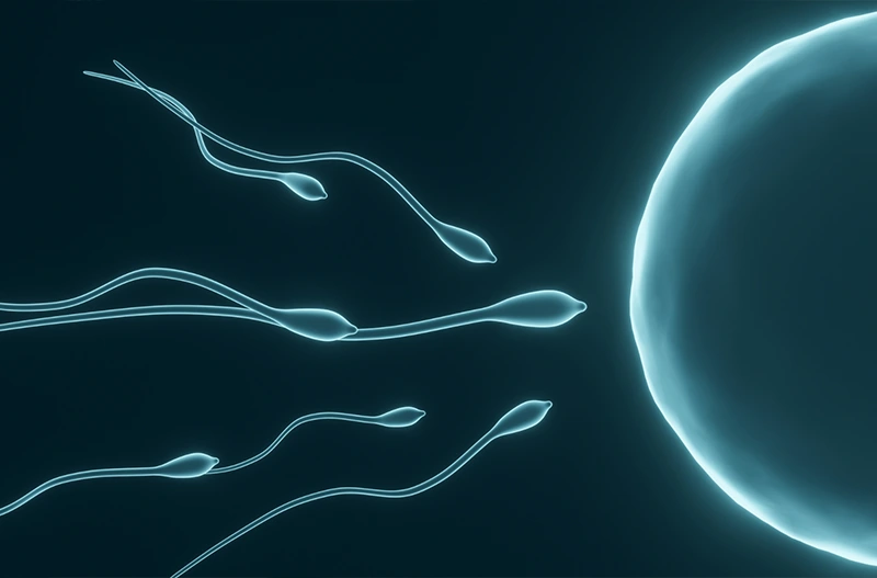 A férfi termékenységi vizsgálat célja, hogy feltárja, vannak-e olyan tényezők, amelyek megnehezíthetik a természetes fogantatást. MC60